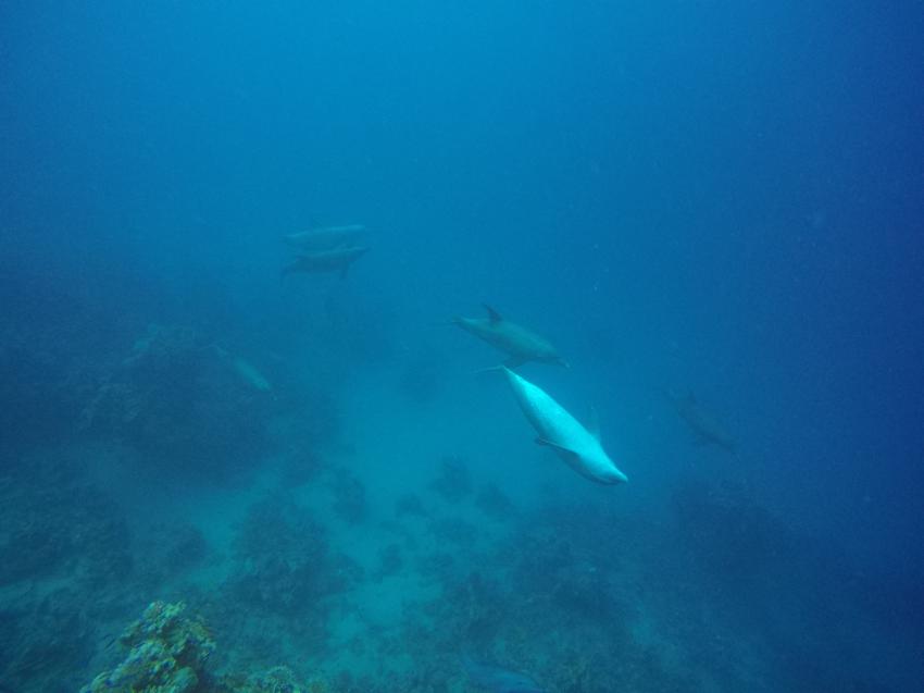 Euro-Divers, Utopia Beach, Ägypten, El Quseir bis Port Ghalib