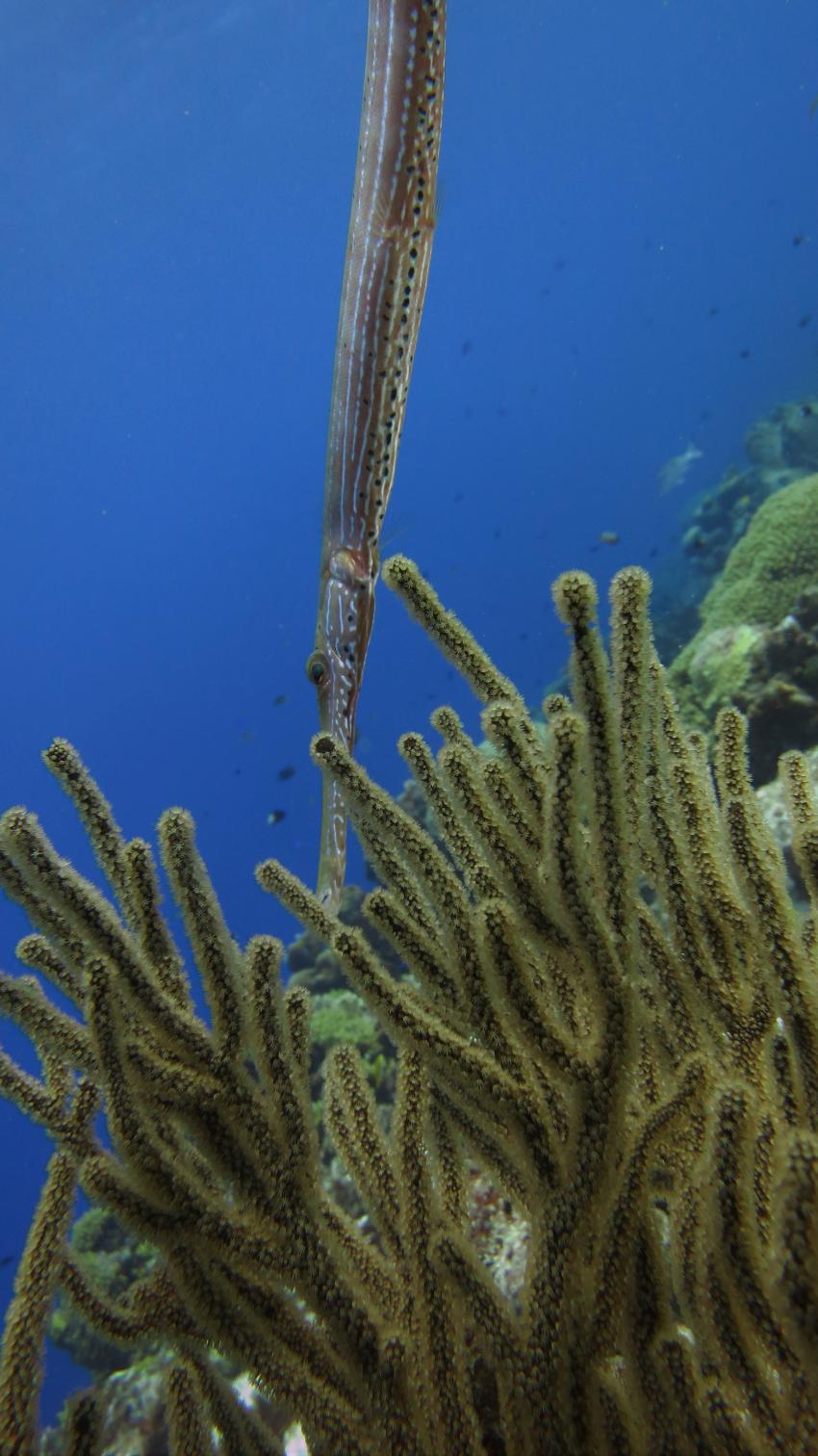 Curacao Divers (Sun Reef Village), Sint Michiel, Niederländische Antillen, Curaçao