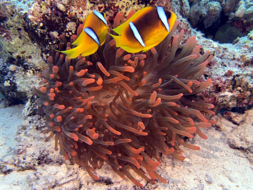 Diving Forever - Deutsche Tauchschule in Hurghada, Ägypten, Hurghada