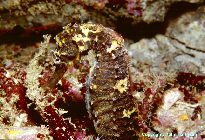 Similans, Surin, Similan Islands,Thailand,Seepferd