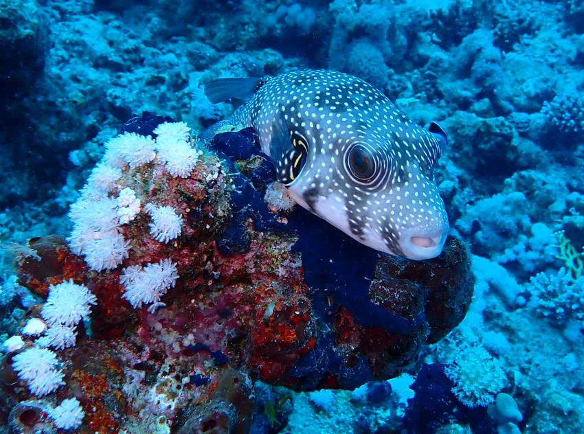 Atlantik Diving Center, Ägypten, El Quseir bis Port Ghalib