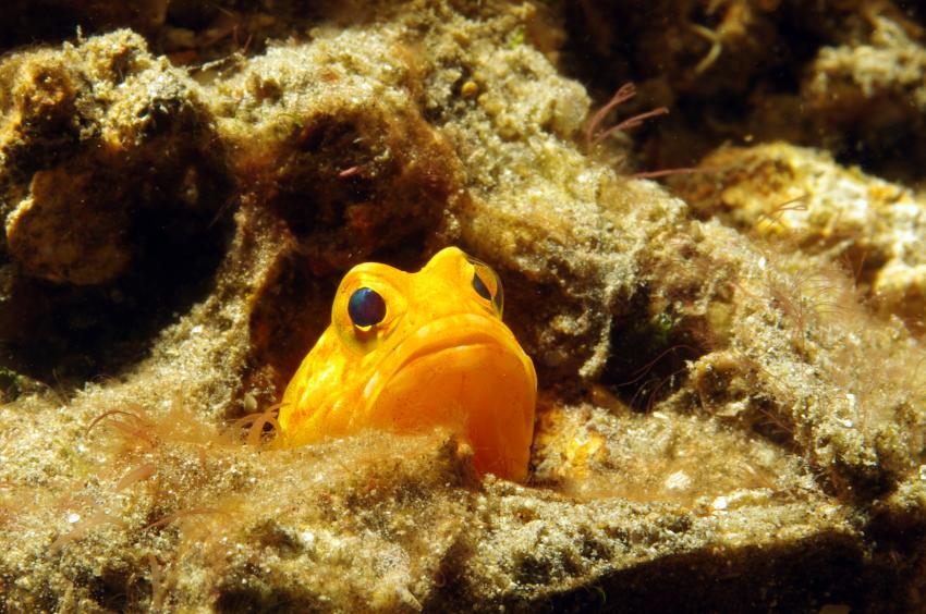 Diverse Tauchplätze. Unterkunft/Tauchschule Bastianos Resort, Lembeh, Lembeh Strait,Nord Sulawesi,Indonesien,Blenni