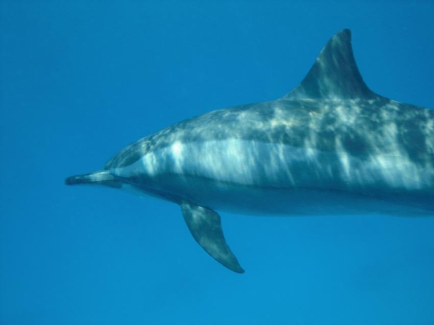 Shaab Marsa Alam , Delfine, Sha´ab Marsa Alam,Ägypten,Delfin,Cetacea