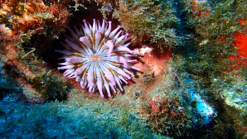 Anemone, GooDiving, Spanien, Kanaren (Kanarische Inseln)