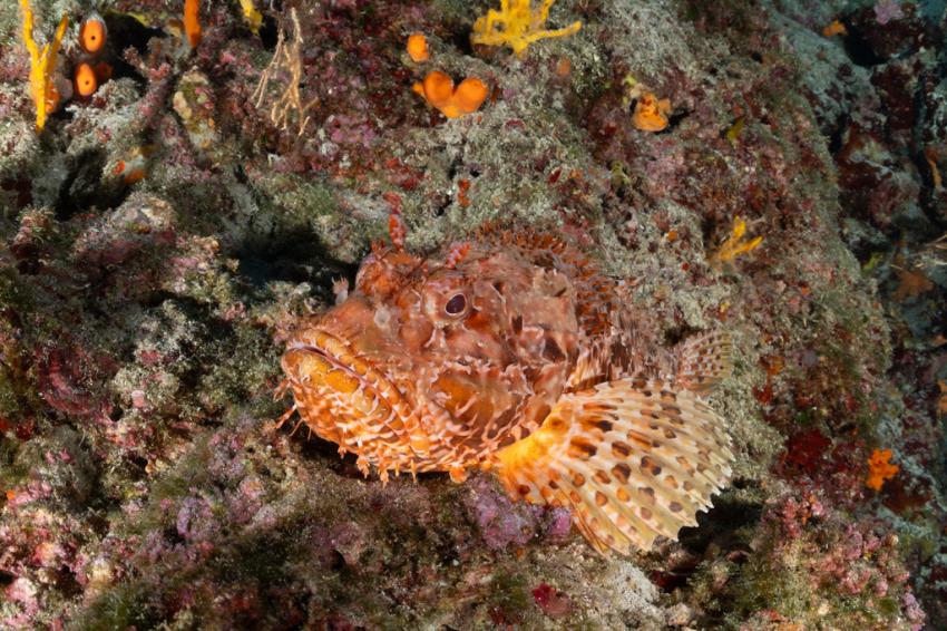 Punta Diving, Betina, Kroatien