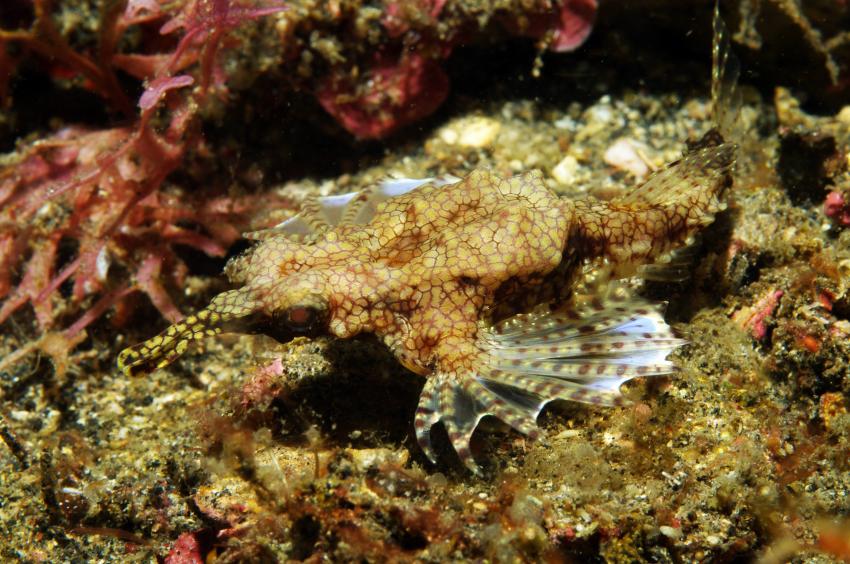 Diverse Tauchplätze. Unterkunft/Tauchschule Bastianos Resort, Lembeh, Lembeh Strait,Nord Sulawesi,Indonesien,Flügelrossfisch