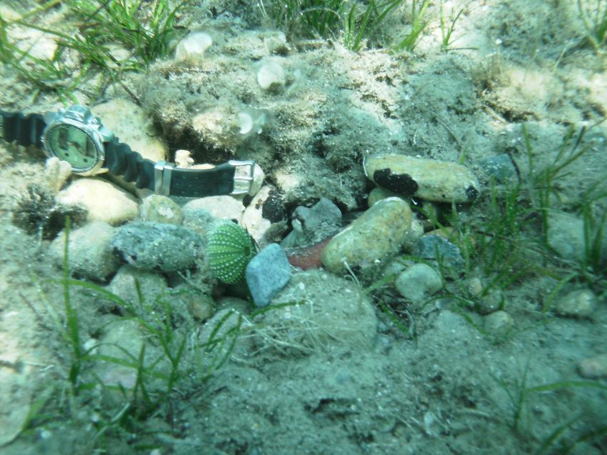 Oktopus, Chalkidiki,Griechenland,Taucheruhr,unter Wasser verloren