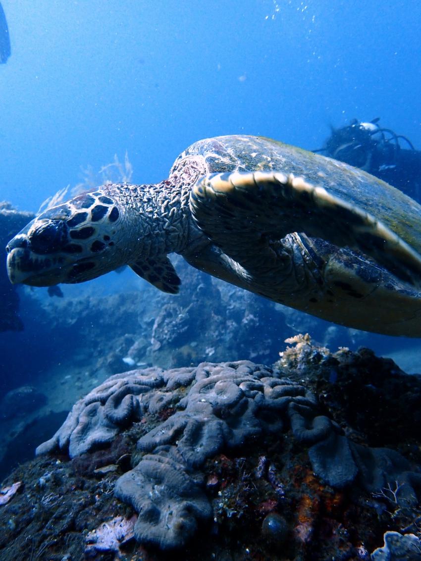 No Fear Diving, Amed, Indonesien, Bali