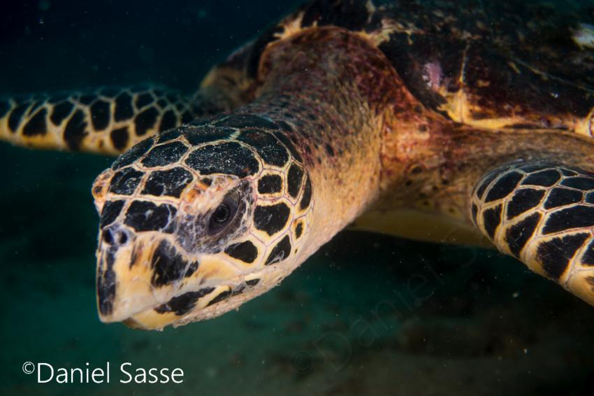 Hawksbill sea turtle (Eretmochelys imbricata), turtle, Poseidon Dive Center, Krabi / Ao Nang, Thailand, Andamanensee