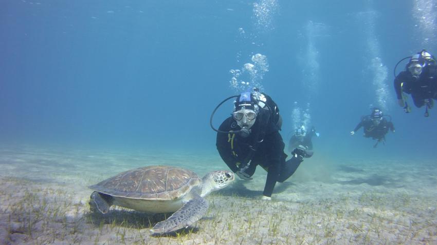 Adeje Tauchclub Ocean Trek, Teneriffa, Spanien, Kanaren (Kanarische Inseln)