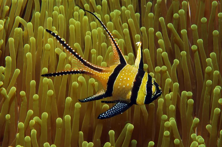 Diverse Tauchplätze. Unterkunft/Tauchschule Bastianos Resort, Lembeh, Lembeh Strait,Nord Sulawesi,Indonesien,Banggai-Kardinalbarsch