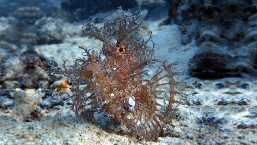 Weedy scorpionfish at our local dive site Shane's Reef