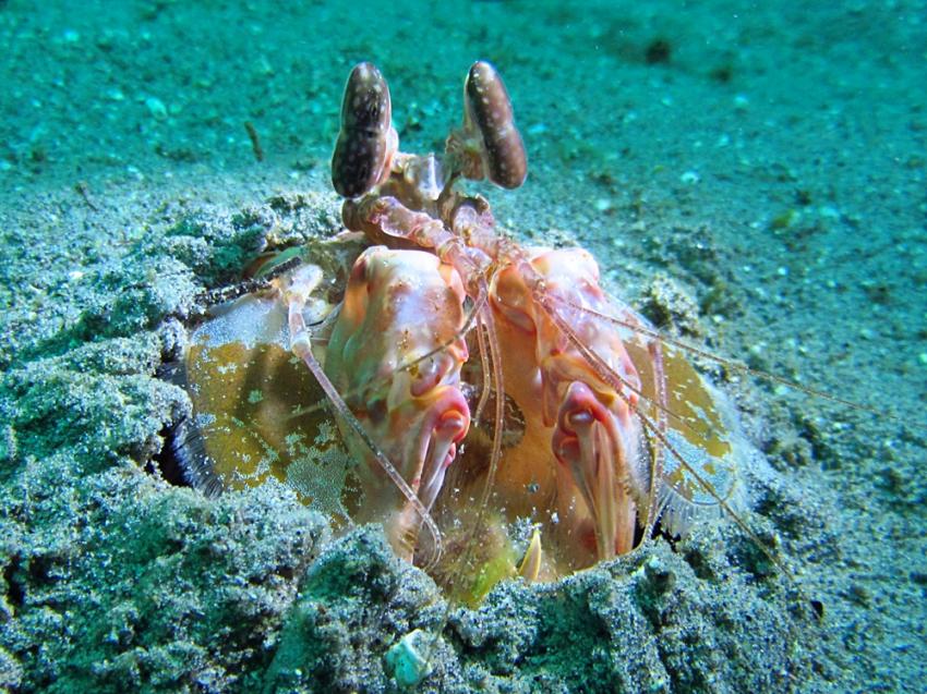 Malapascua und Leyte, Malapascua,Philippinen,Fangschrecken,Heuschreckenkrebs (Stomatopoda)