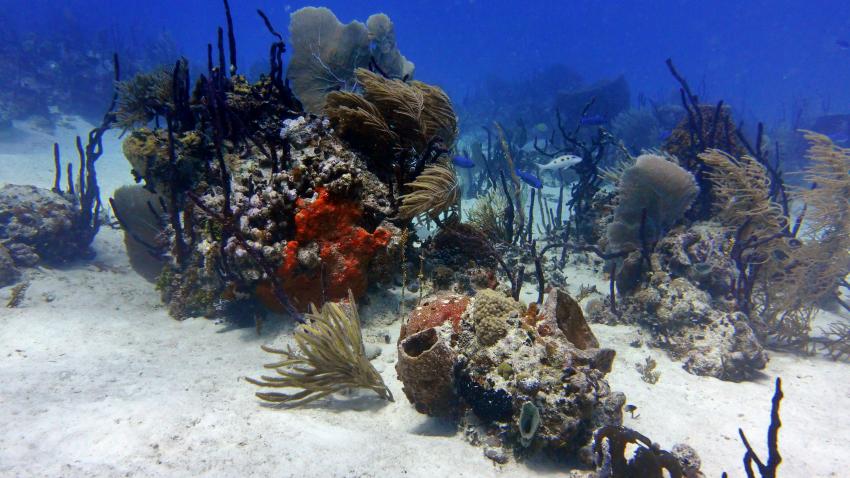 Unterwasser-Landschaft, Dressel Divers Club, Bayahibe, Dominikanische Republik
