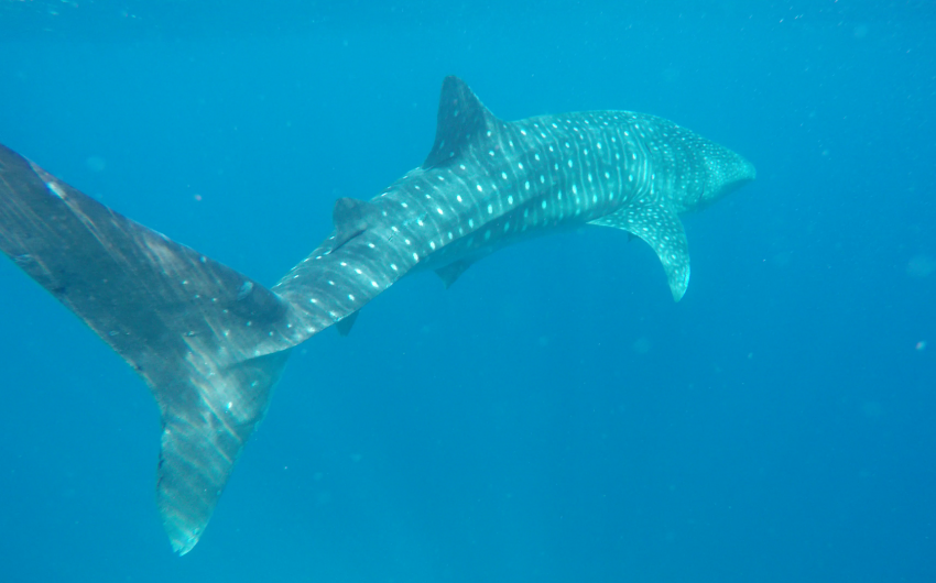 Walhai beim Tauchen gesehen, Walhai, Whaleshark, Blue Ocean Diving Center PADI, SSI, CMAS und IAC, Ägypten, Marsa Alam und südlich