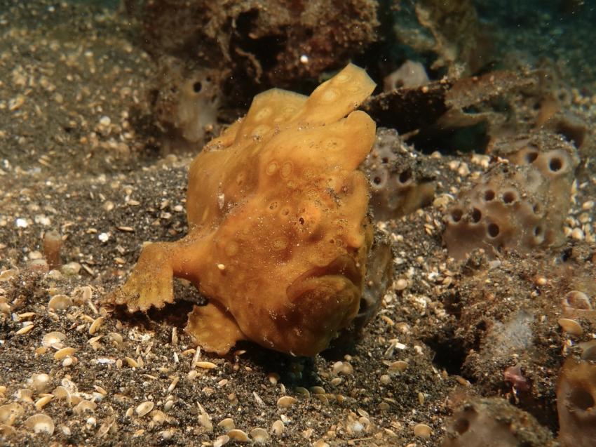 Frogfish, Froggy, Frogfish, Black Sand Dive Retreat, Indonesien, Sulawesi