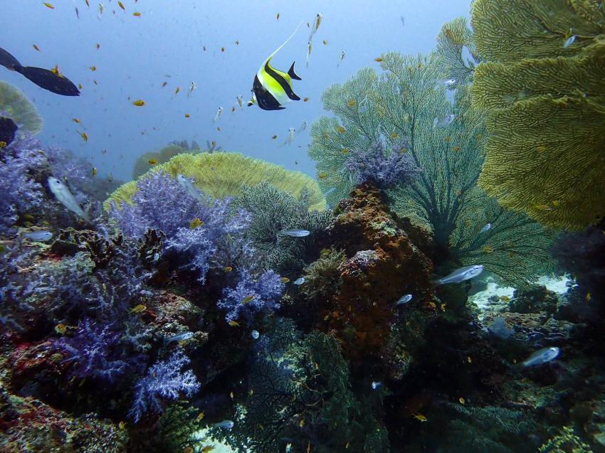 Thailand Divers, Thailand, Andamanensee