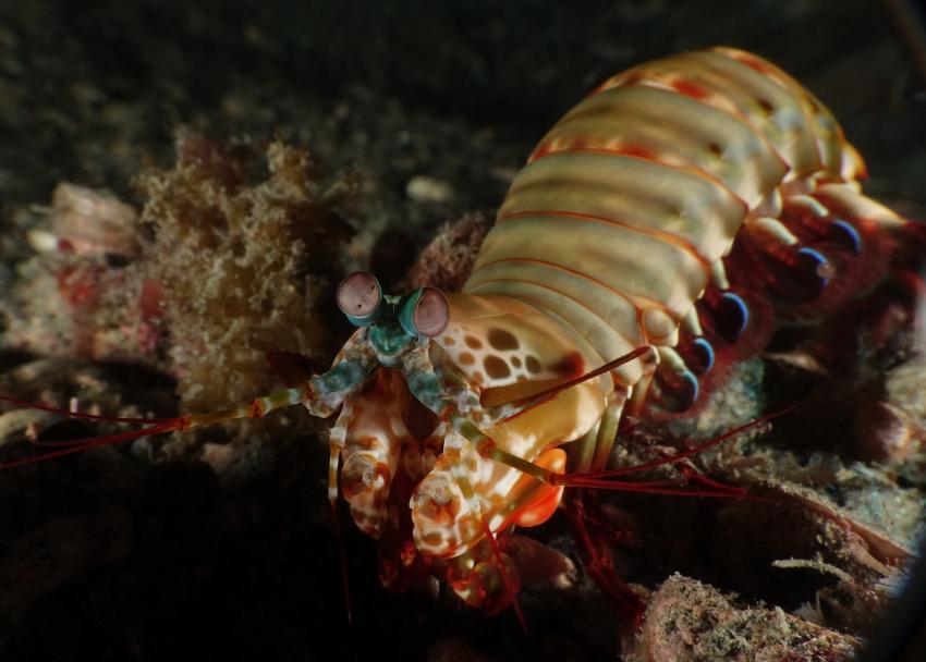 Mantis Shrimp, Tompotika Dive Lodge, Indonesien, Sulawesi