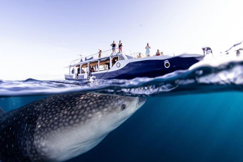 Dive Dhoni, Scubaspa Indonesia, Indonesien