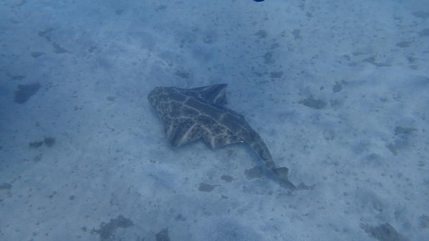 GooDiving, Spanien, Kanaren (Kanarische Inseln)