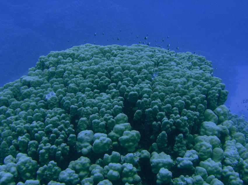 Brayka Bay, Brayka Bay,Ägypten