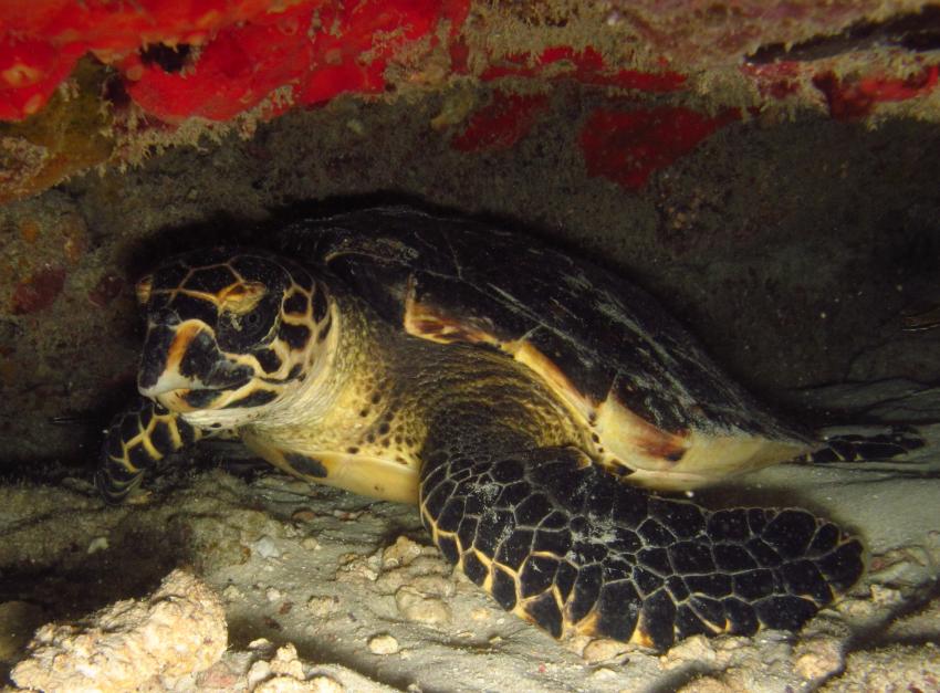 Hawksbill Turtle, Kasa Divers Uschongo Beach Pangani, Tansania