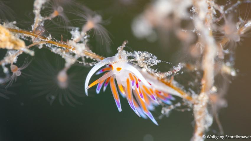 Punta Diving, Betina, Kroatien