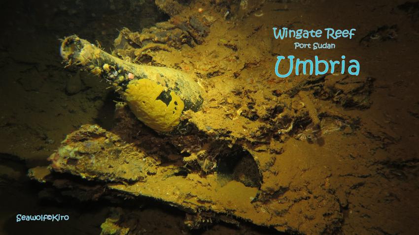 Umbria Wrack Wingate Reef, Sudan; Seawolf; Diving Safari; Wingate reef;, Umbria; Wrack; Tauchen; Riffkarte; Safariboot, Dominator, M/Y Seawolf Dominator, Sudan