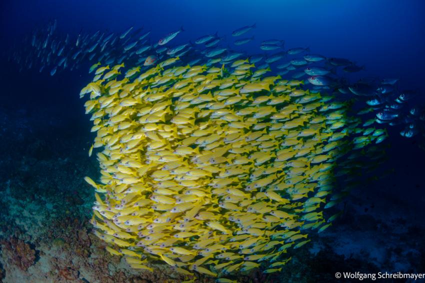Schule von Blaustreifen-Schnappern (Lutjanus kasmira)), Omadhoo; Ari Atoll Divers, Ari Atoll Divers, Malediven Schule von Blaustreifen-Schnappern (Lutjanus kasmira)), Omadhoo; Ari Atoll Divers, Ari Atoll Divers, Malediven