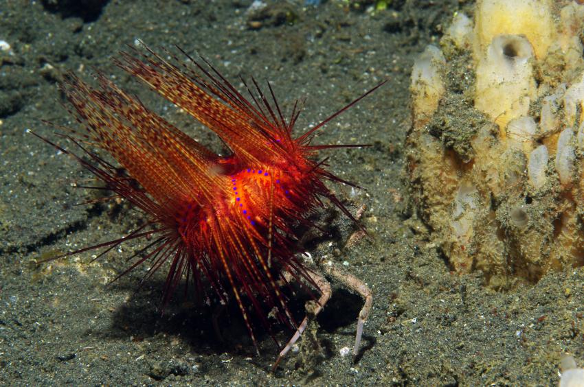 Diverse Tauchplätze. Unterkunft/Tauchschule Bastianos Resort, Lembeh, Lembeh Strait,Nord Sulawesi,Indonesien,Seeigel-Krabbe