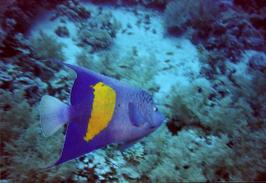 Safaga, Safaga - allgemein,Ägypten