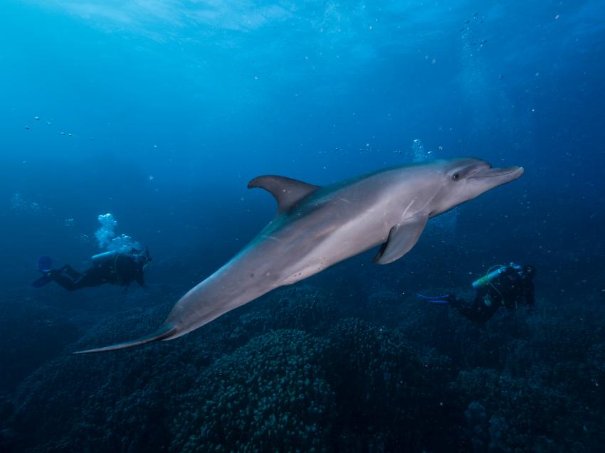 Dolphin, Coraya Divers Brayka Bay, Ägypten, Marsa Alam und südlich