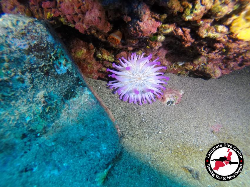 Lanzarote Dive Centre, Playa Chica, fisch, Lanzarote Dive Centre, Puerto del Carmen, Spanien, Kanaren (Kanarische Inseln)