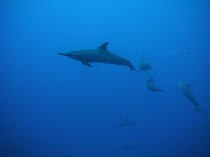 Tauchen mit Delfinen am Losfushi Corner