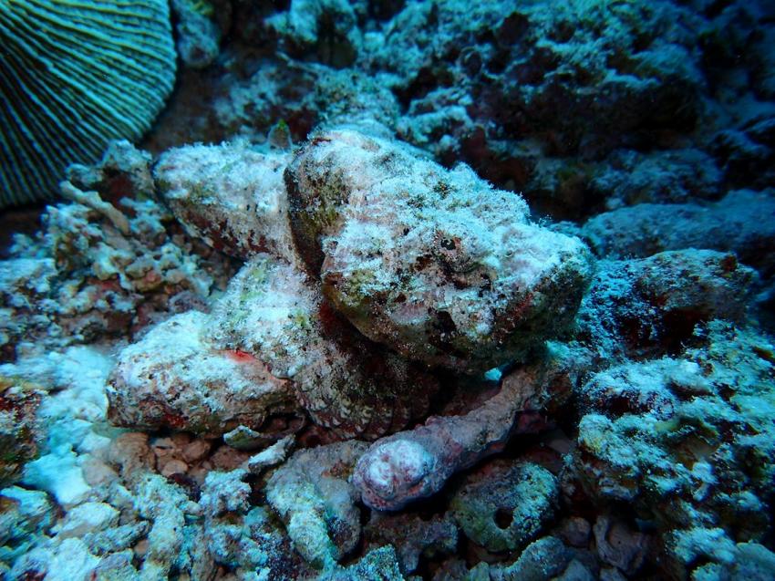 Stonefish, Vilu Reef, Süd Nilande Atoll, Sun Diving, Malediven