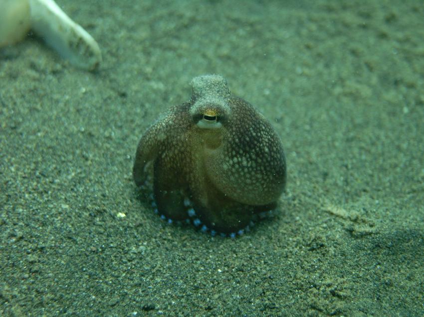 Kleiner Oktopus sitzt im Sand