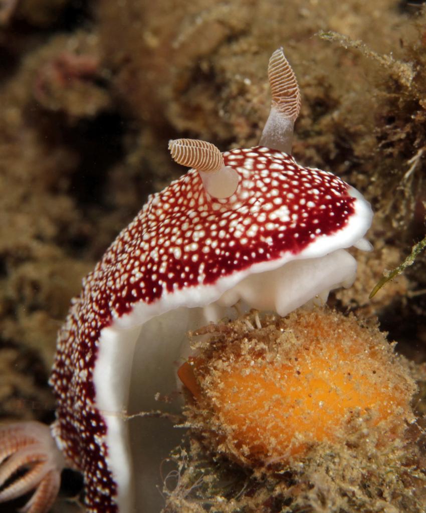 Rote Sternschnecke mit weißen Punkten, Nord Sulawesi, Indonesien