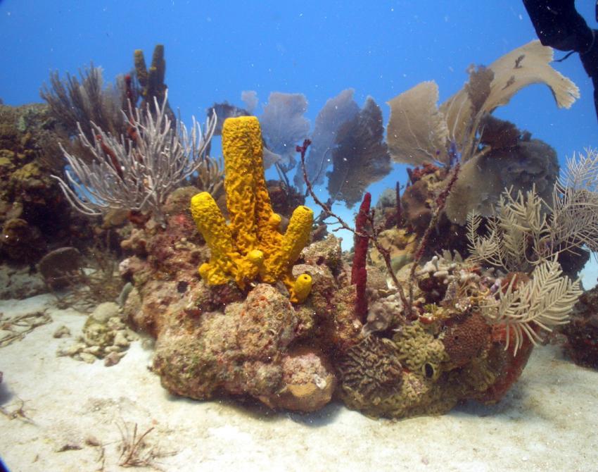 Bayahibe - Catalina - Aquarium, Catalina Island,Dominikanische Republik