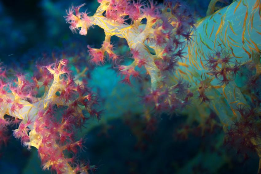 Big Blue Mashraba, Dahab, Ägypten, Sinai-Nord ab Dahab