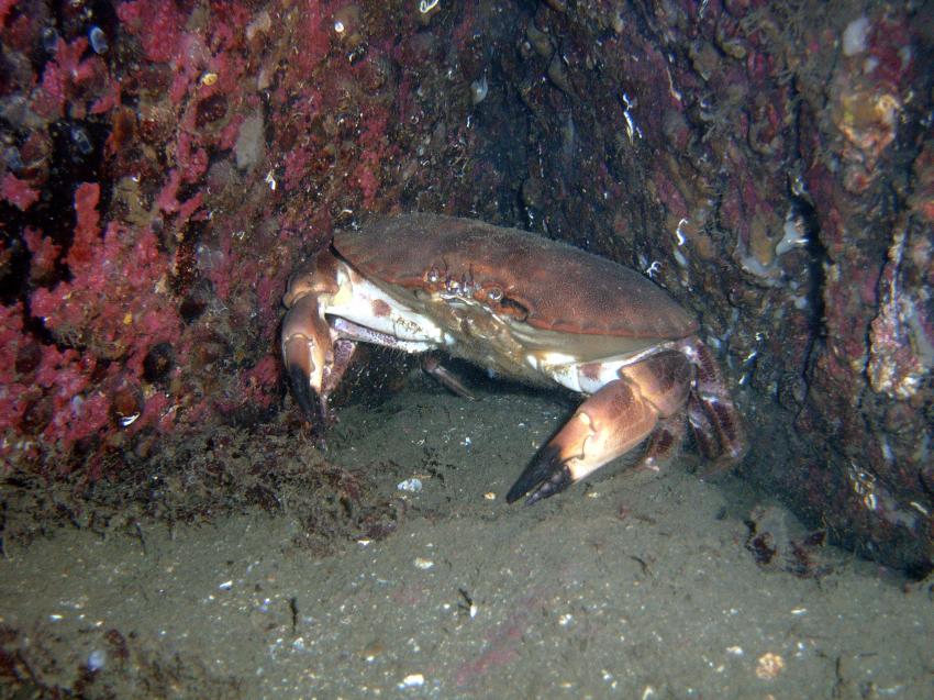 Hovag/Hyttegrend, HØVÅG HYTTEGREND /  Kristiansand,Norwegen,Krabbe