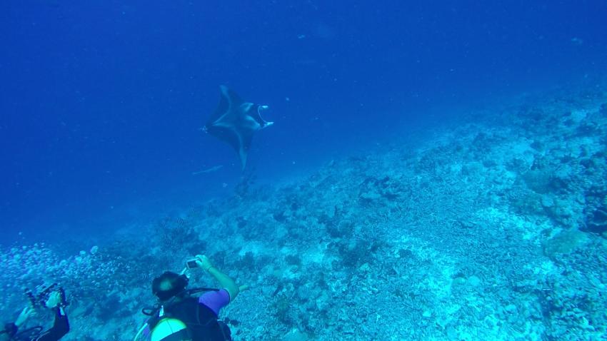 Manta am Tiputa Pass, The Six Passengers Diving Center, Rangiroa, Französisch-Polynesien