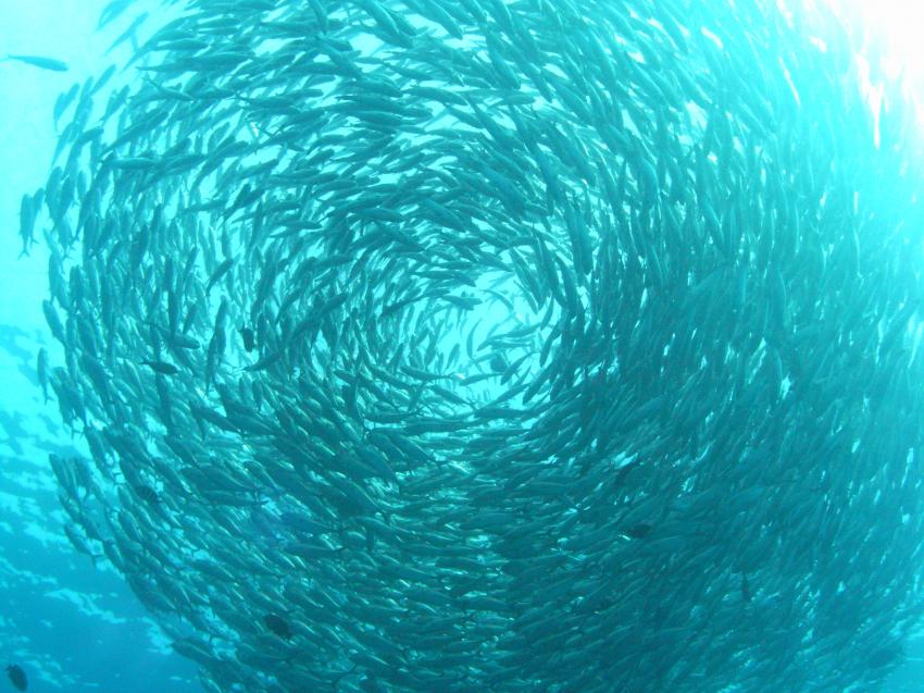 Fischschwarm dreht im Kreis
