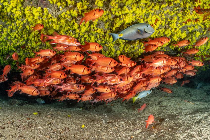 Eco Dive School Cabo Verde, Sal, Kap Verde