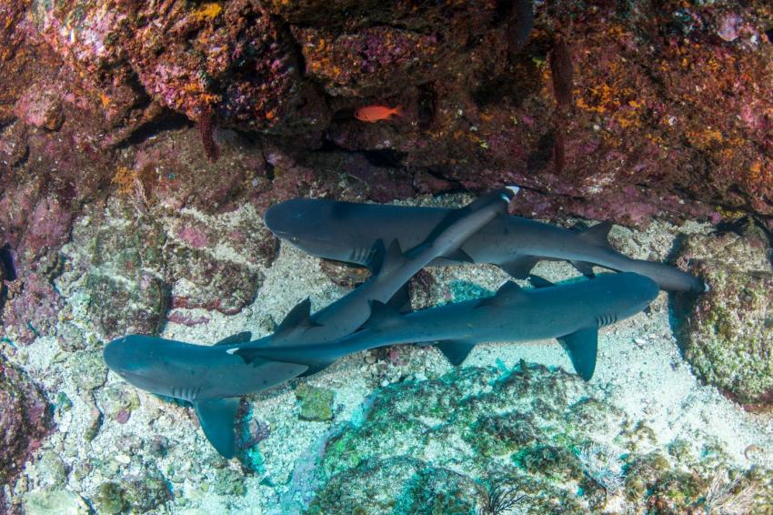 sharks, whie tip reef shark, Riffhai, sharkdiving, tauchen mit Hai, Scuba Coiba, Santa Catalina, Panama