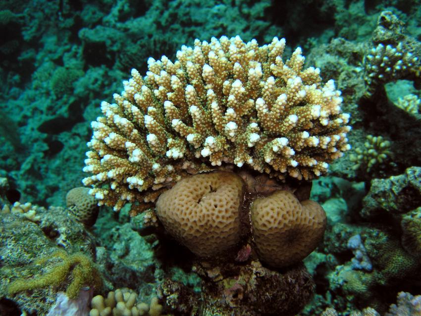 Koralle mit Herz