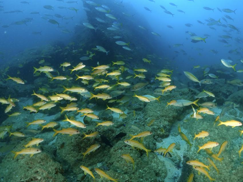 Fischschwarm am Wrack, Fischschwarm, Wrack, M/Y Oman Explorer (ex Saman Explorer) - Extra Divers, Oman