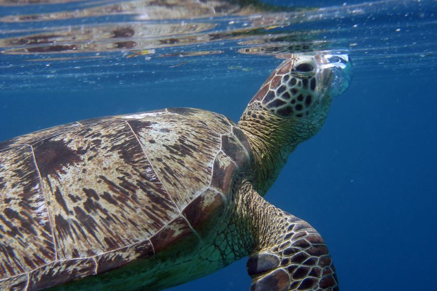 Sipadan, Sipadan,Malaysia,Meeresschildkröte,schnappt nach Luft