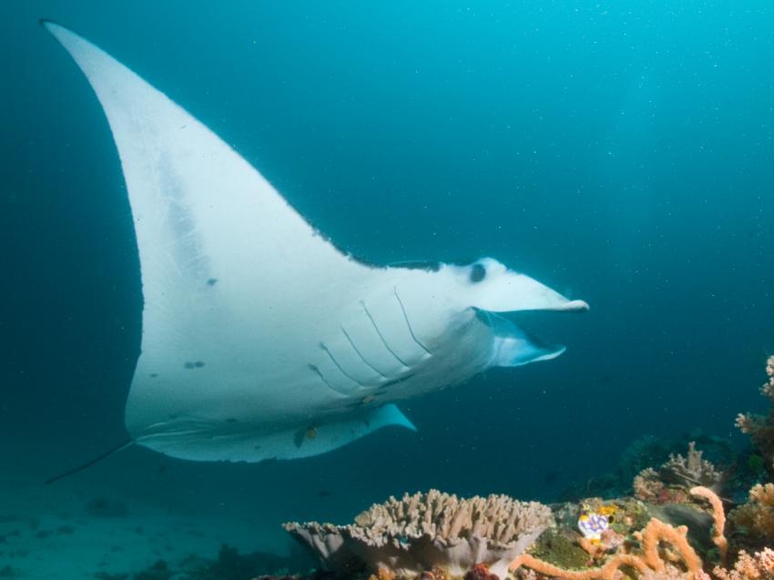 Komodo mit der SY Indo Siren, Orca Dive Club Labuan Bajo Flores,Allgemein,Indonesien,Manta