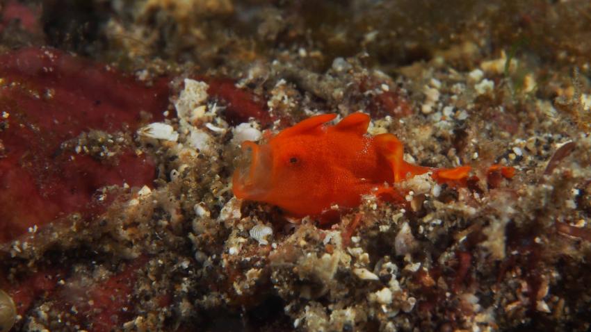 Frogfishmania - never stops at Lembeh, Lembeh Strait,Nord Sulawesi,Indonesien