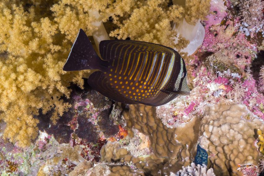 Safari Brother - Daedalus - Elphinstone March 2014, Brother Islands / Deadalus Reef,Ägypten